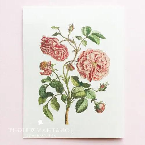 Antique Rose Note Card